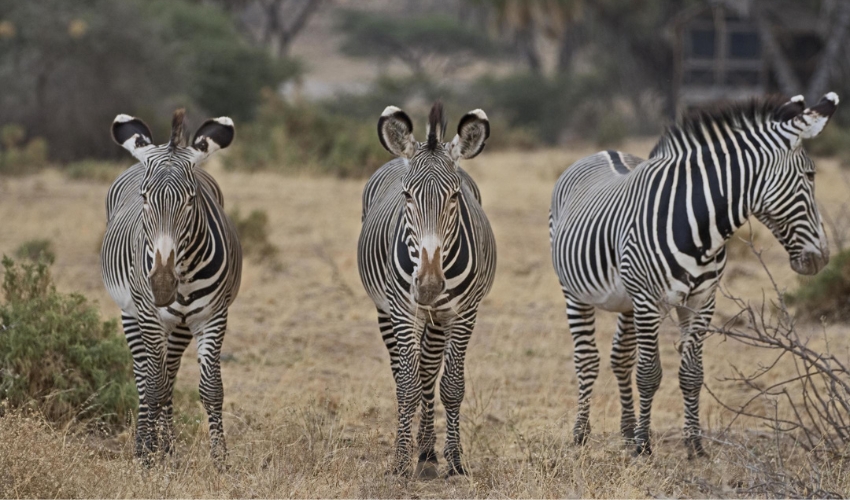 Three Grevy’s zebras standing on dry grassland in Samburu, Kenya, showcasing their distinctive narrow stripes and large ears.